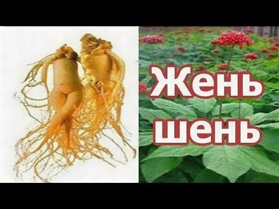 Лекарственные свойства женьшеня. Женьшень лекарственное растение. Женьшень польза для мужчин. Для чего полезен женьшень. Польза женьшеня для организма.