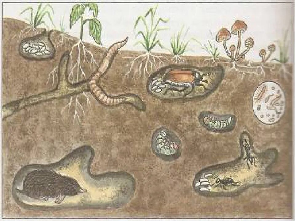 3 группа обитателей почвы составляет животные. Черви обитатели почвенной среды. Обитатели почвы 5 класс биология. Починная среда обитания. Почвенная среда обитания.