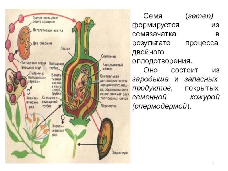 Из каких клеток образуется семенная кожура. Двойное оплодотворение однодольных и двудольных растений. Семя формируется из. Двойное оплодотворение. Семенная кожура образуется из.