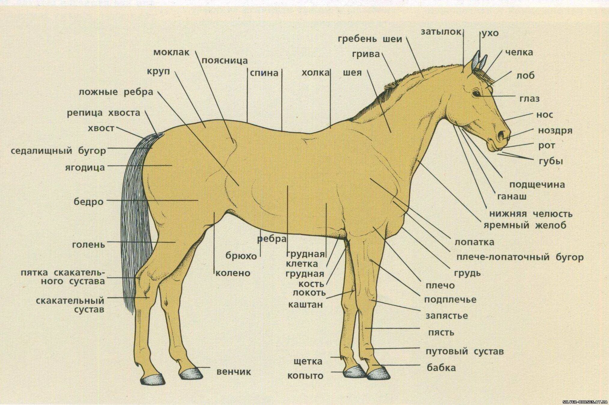 Какая длина лошади. Строение лошади анатомия. Строение конечностей лошади схемы. Анатомия лошади названия частей тела. Лошади анатомия Маклок.