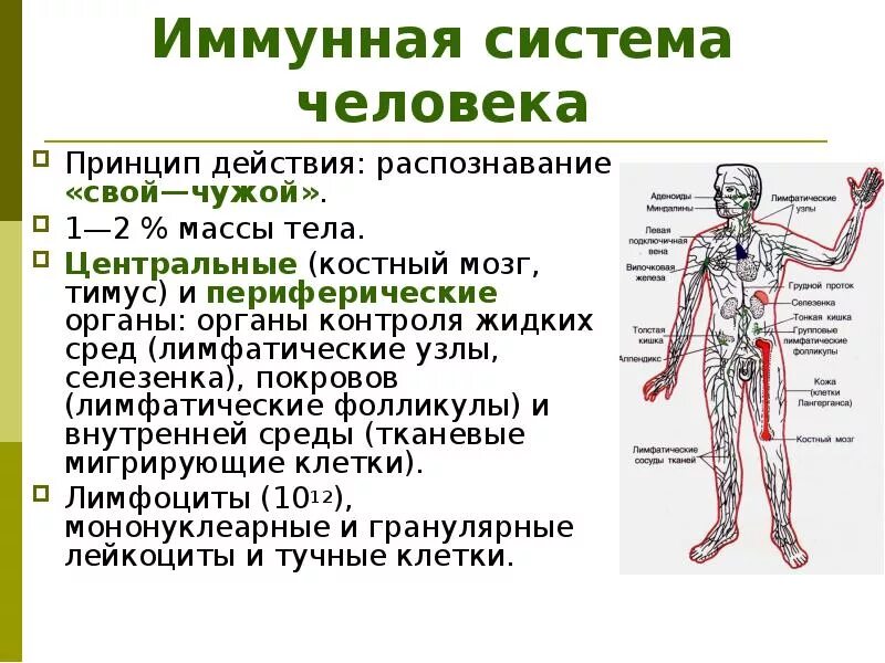 Иммунная система организма человека и ее функции. Какие органы относят к иммунной системе человека. Схема иммунной системы организма человека биология 8 класс. Строение и функции органов иммунной системы. Лимфатические узлы таблица