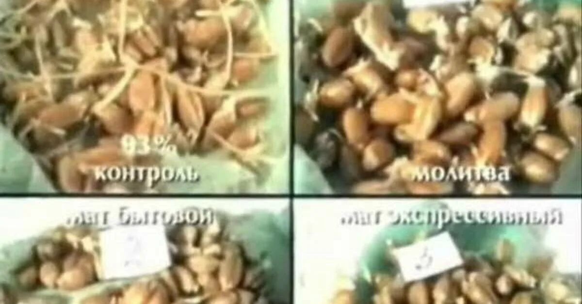 Чумолки что это такое