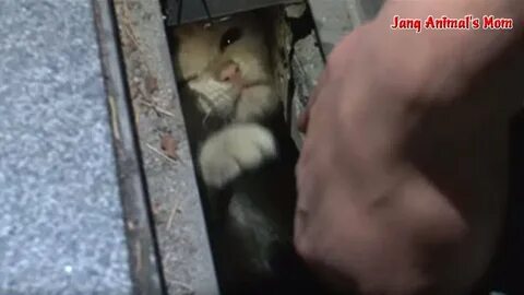 Кошка застряла в консерве