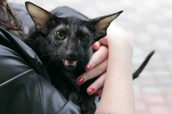 Кошка с ушами летучей мыши. Кот летучая мышь. Ориентальная кошка летучая мышь. Ориентальная кошка. Ориенталы черные котята.