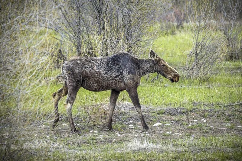 Лось женского. Женский Лось. Женщина Лось. Лось женского рода как называется. Moose Walking.