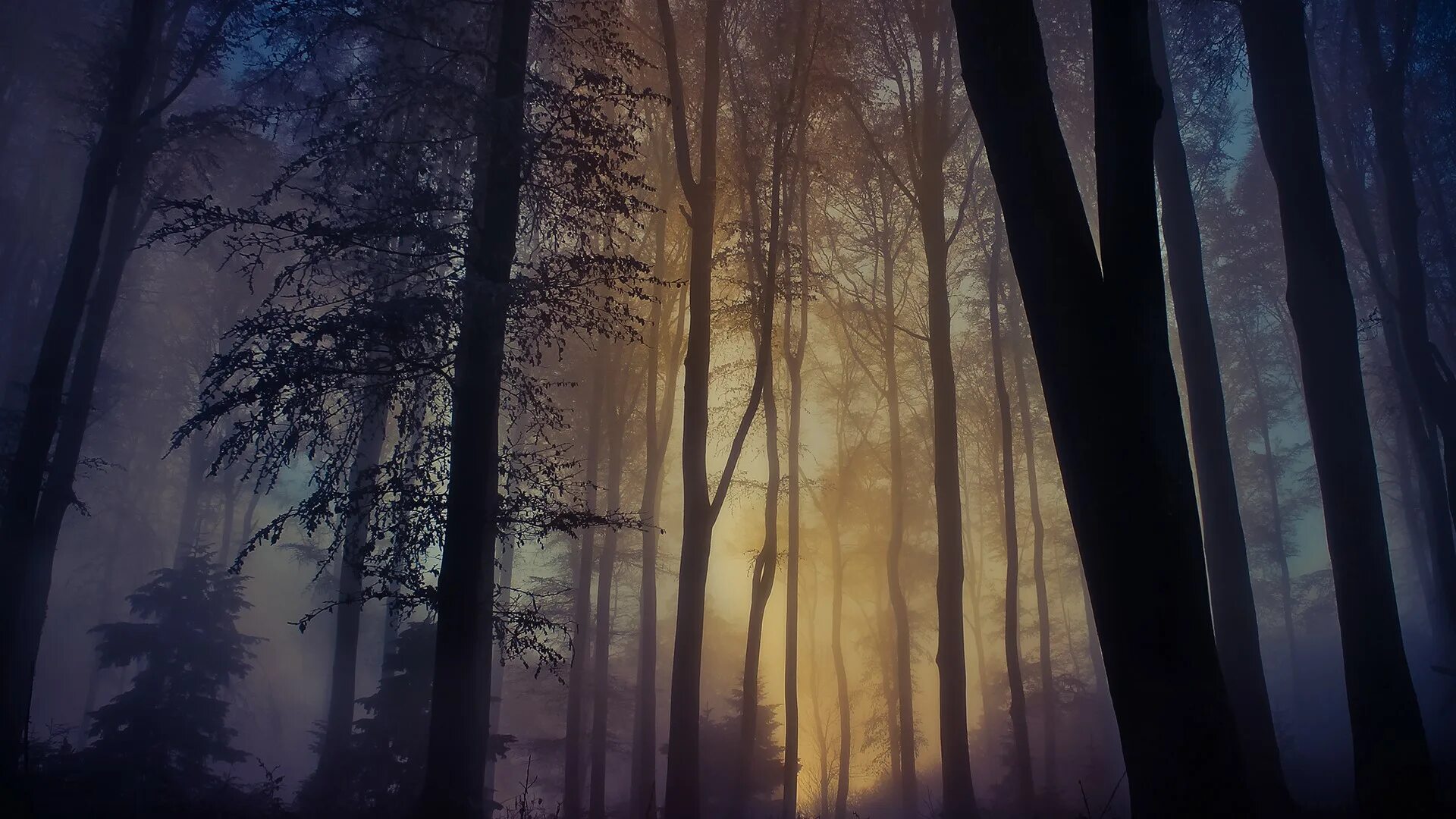 Темный лес сумеречный лес. Ночной лес. туманный пейзаж. лес в тумане. загадочный лес.