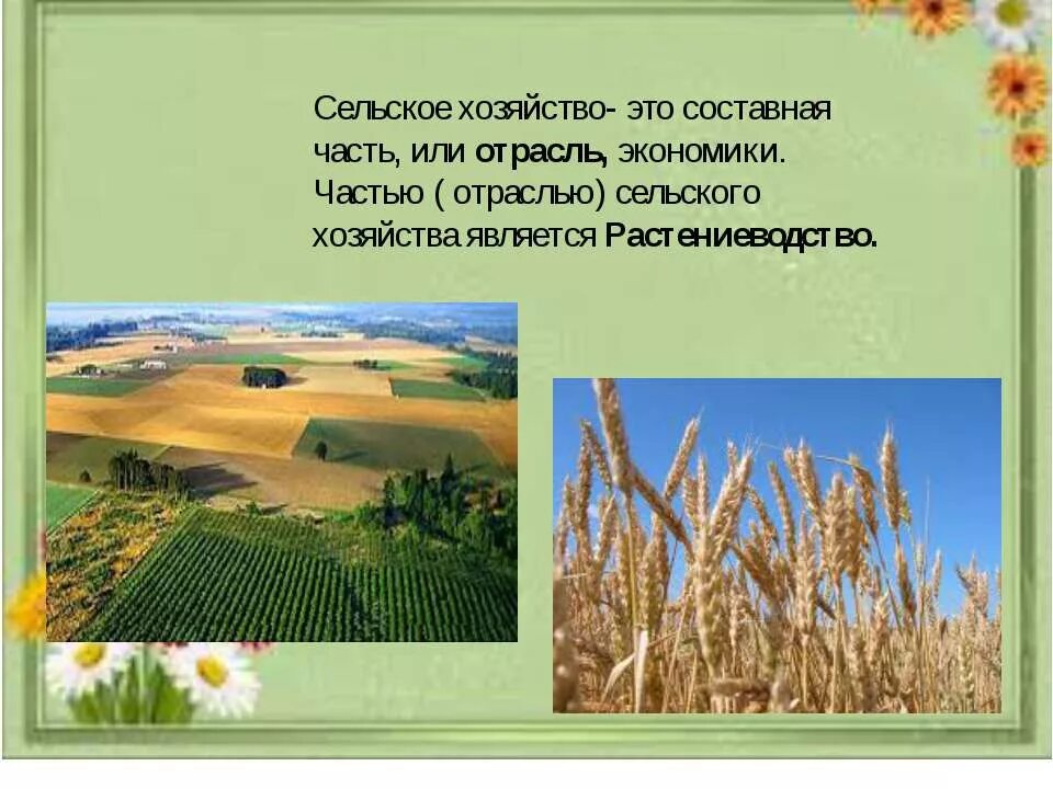 Пшеница доклад. Отрасли растениеводства. Сообщение на тему растениеводство. Отрасли растениеводства. Пшеница бывает озимая и яровая.