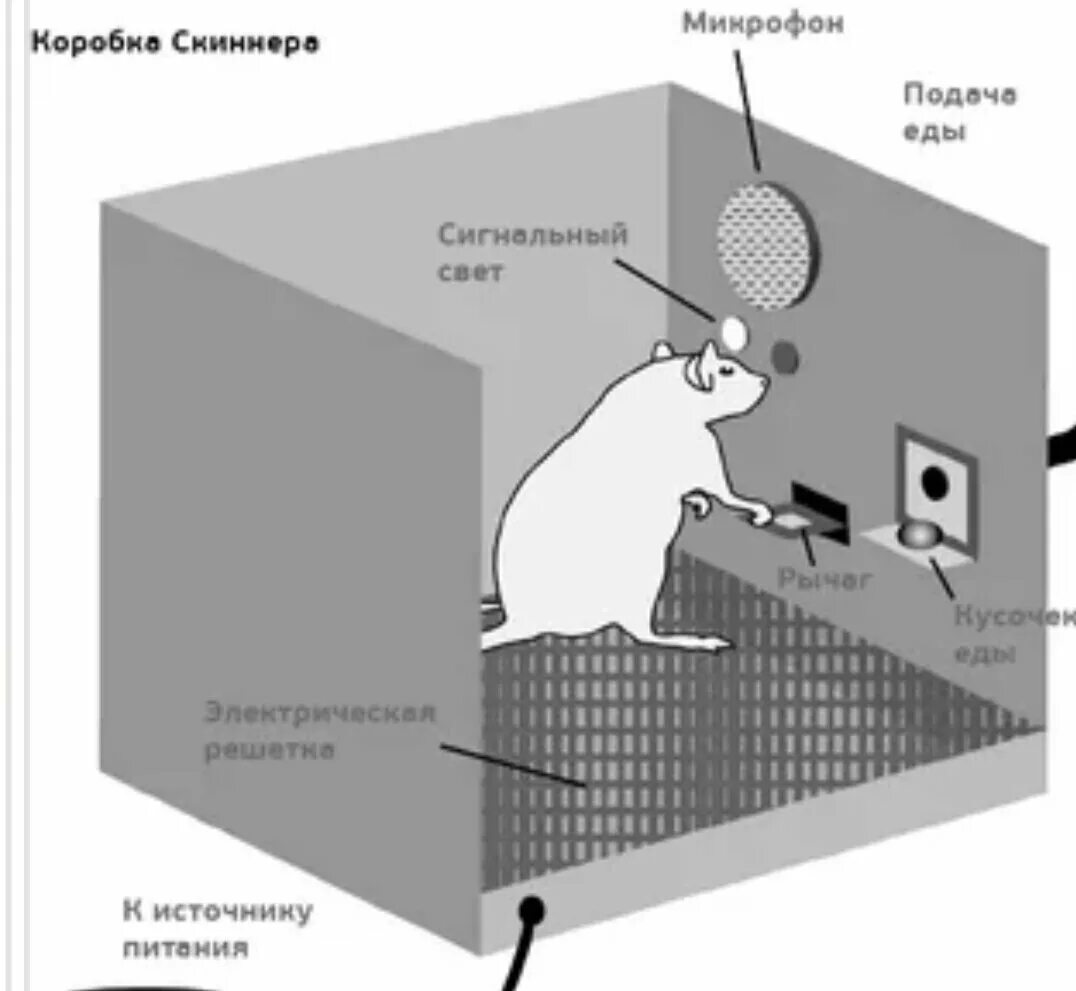 Скиннер оперантное научение эксперимент. Оперантное обусловливание ящик Скиннера. Эксперимент Скиннера с крысой. Скиннер ящик Скиннера. Крысы в идеальных условиях