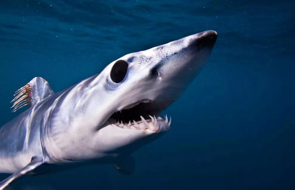 страшные акулы