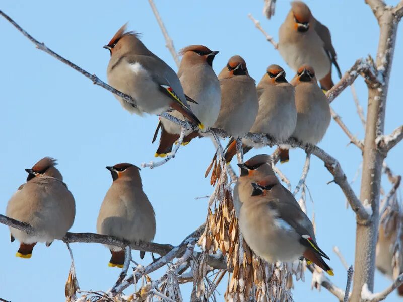 Свиристель обыкновенный (Bombycilla garrulus). Свиристель отряда воробьиных. Хохлатая свиристель. Свиристель ареал. Птицы на севере весной