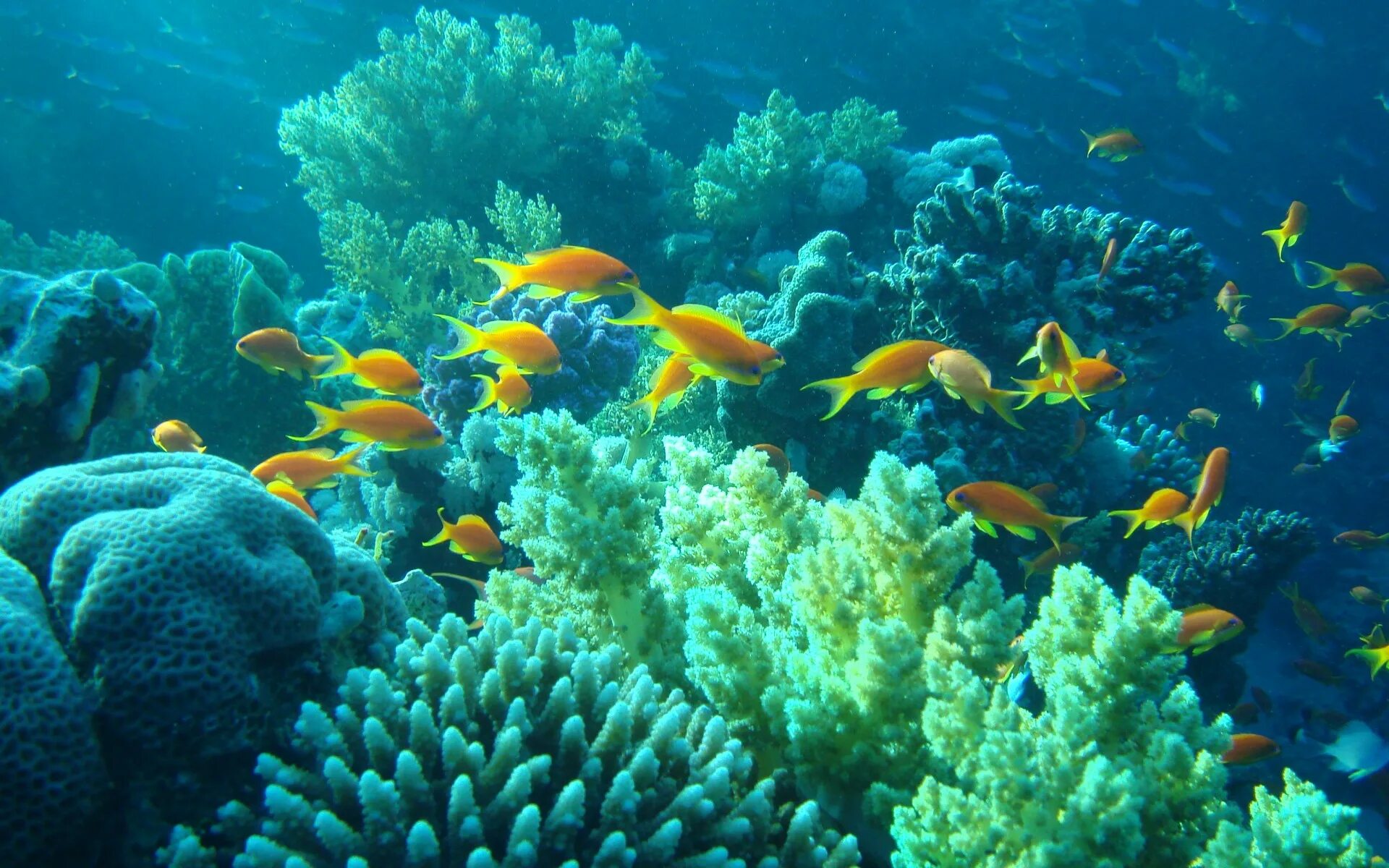 Живой риф красное море. Коралловые рифы красного моря. Аравийское море подводный мир. Коралловый риф Бора Бора.