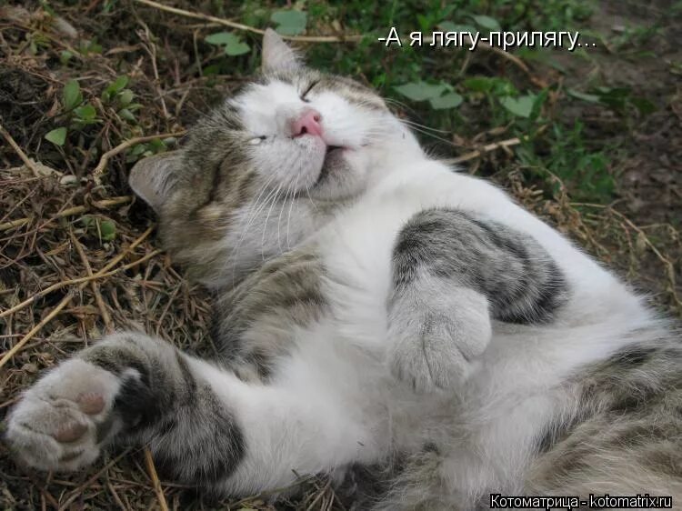 а я лягу прилягу текст на русском. сацура сябры. виа сябры а я лягу прилягу. а я лягу прилягу текст на русском. сябры лягу прилягу текст.