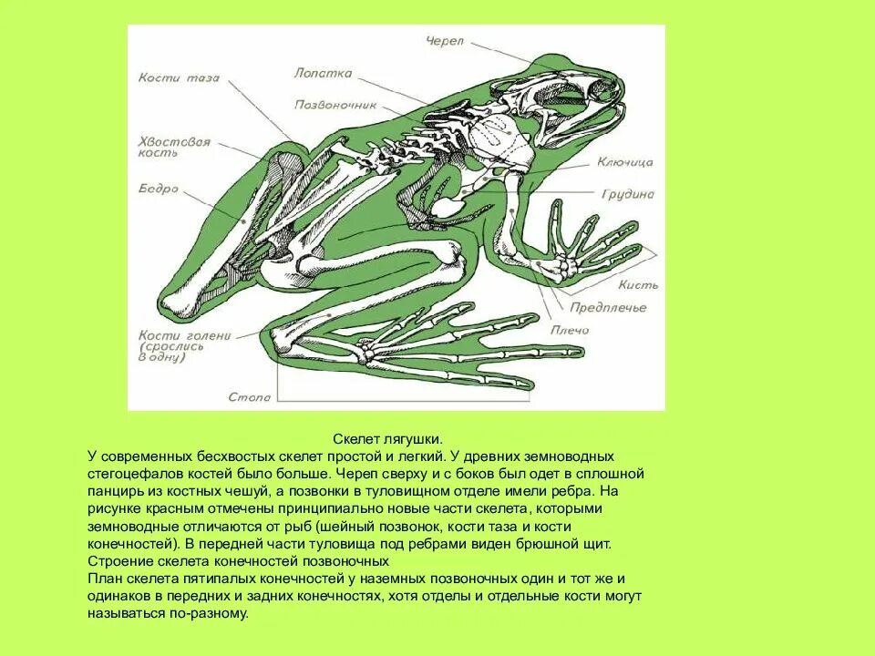 Скелет лягушки передние конечности. Скелет задних конечностей у земноводных. Строение скелета конечностей лягушки. Земноводных строение отделов скелета. Скелет передних конечностей лягушки
