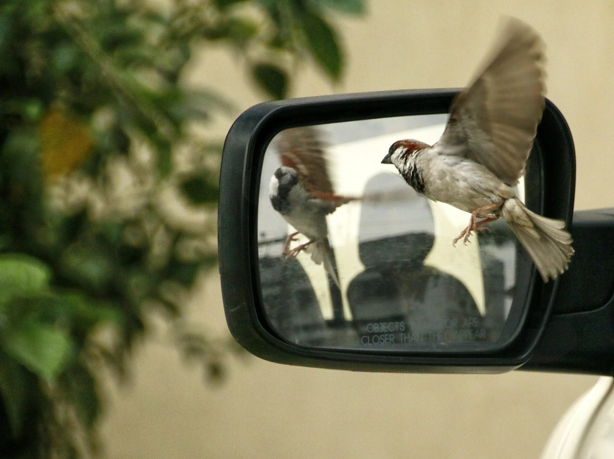 Птичка на зеркале машины. Машина птица. Птички на окна. Воробей в зеркало машины.