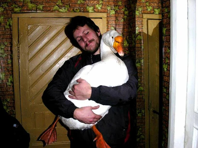 Как мужик гусей делил. Мужик и гусь. Мужчина гусь. Ручной гусь. Me goose ta.