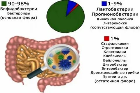 Роль кишечных бактерий