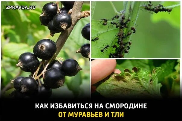 Как избавиться от муравьев на смородине. Муравьи на смородине. муравьи на смородине как избавиться. смородина нара.