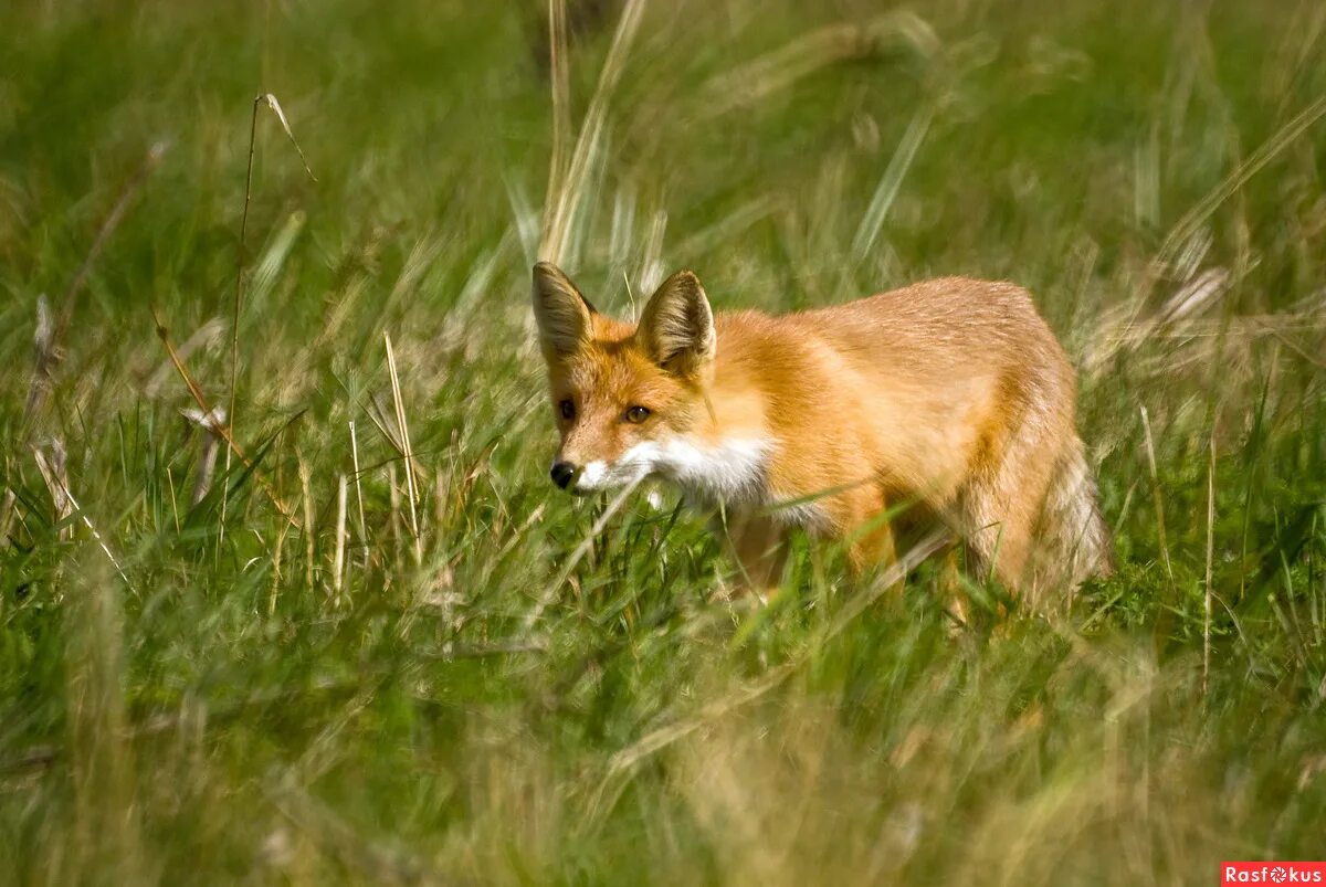 Приспособление лисы к жизни. Жизнь лисицы в июле месяце в Ленинградской области фотографии.