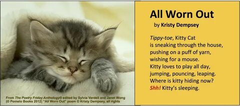 Where is kitten