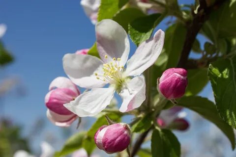 Apple blossom