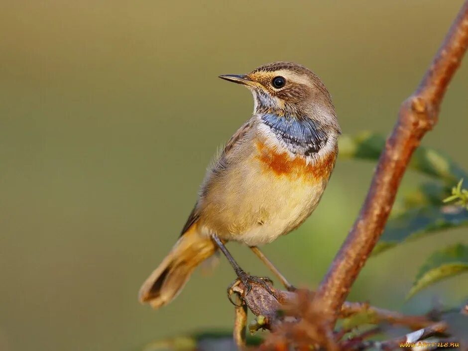 Locustella certhiola. Зяблик птичка певчая. Певчие птицы средней полосы фото. Урагус щегол. Певчие птицы поволжья.