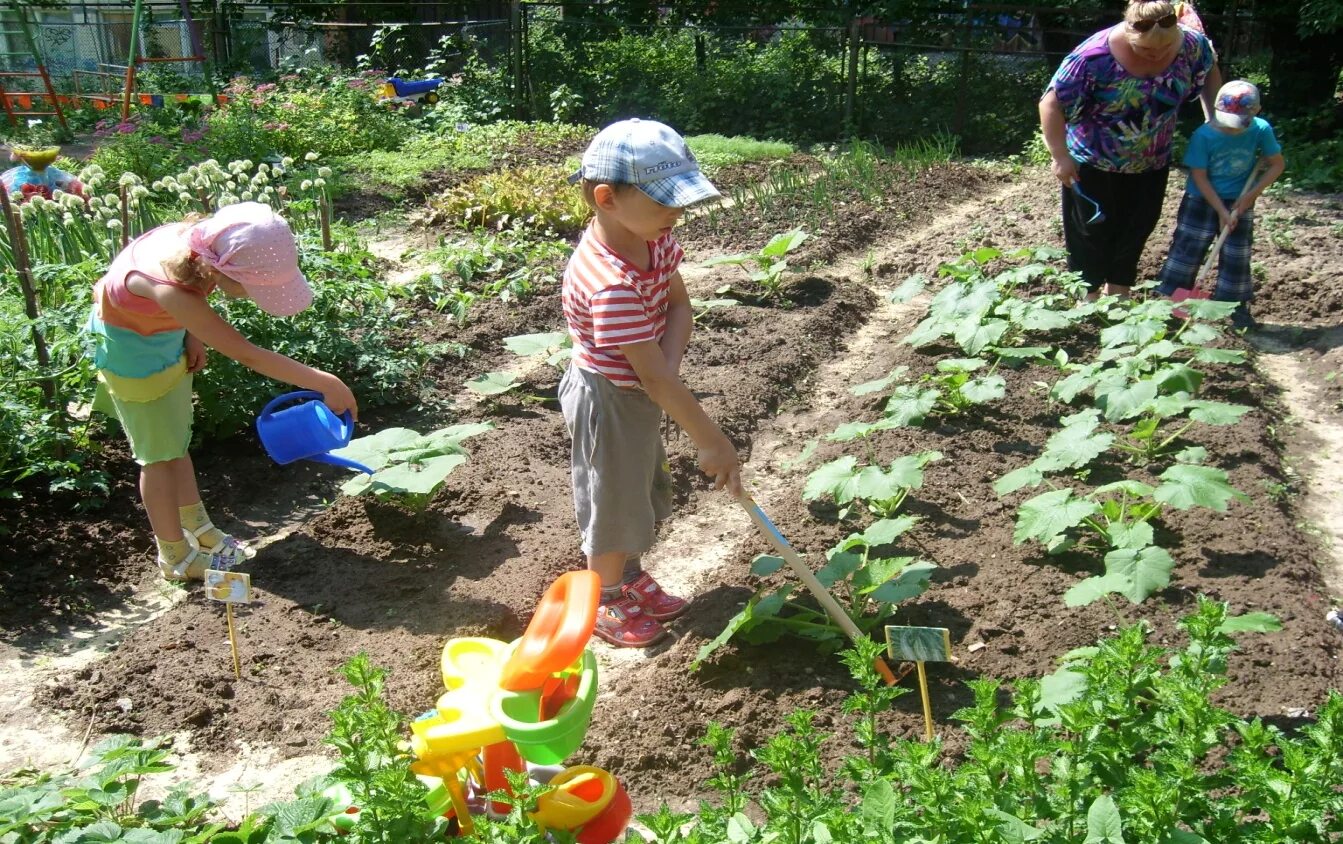 Дети посадили огород. Труд в огороде. Огород летом. Огород для детей. Огород в ДОУ на участке.