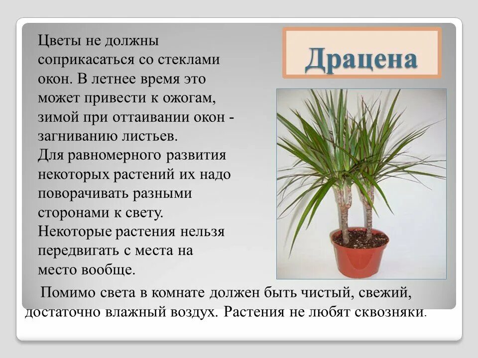 Сколько живут комнатные. Фикус Драцена. Драцена окаймлённая Маргината. Dracaena - Драцена, Агавовые. Драцена Лиственная.