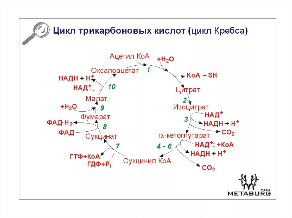 3 реакция цикла кребса