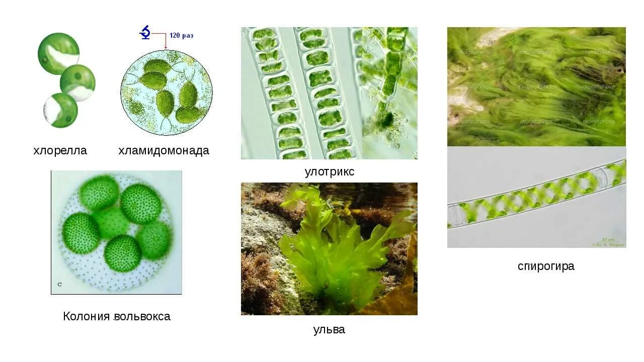 Хламидомонада и спирогира. Зеленые водоросли спирогира Ульва. Зеленые водоросли хлорелла. Одноклеточная водоросль хлорелла ламинария улотрикс спирогира. Улотрикс Ульва ламинария.