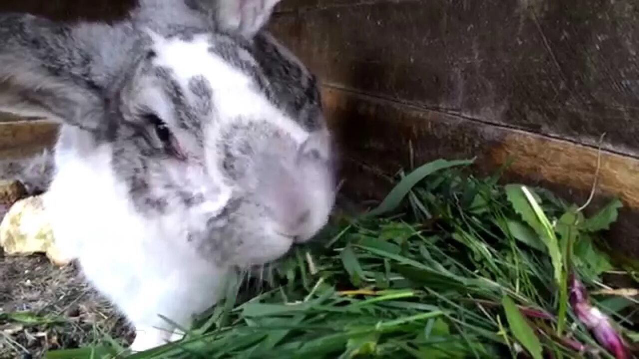 Можно ли кроликам клубнику. Кролик жует. Кролик ест траву. Кролик в траве. Траву которую едят кро.