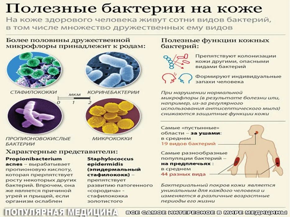 Полезные бактерии. Полезные бактерии для человека. Полезные бактерии для человека названия. Полезные бактерии на коже. Бактерии человека название