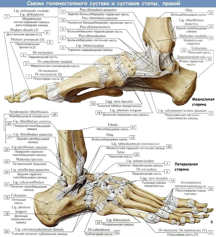 Фото стопы кости суставы. Голеностопный сустав анатомия строение связки. Связочный аппарат голеностопного сустава анатомия. Таранно-ладьевидный сустав классификация. Голеностопный сустав анатомия строение кости человека.