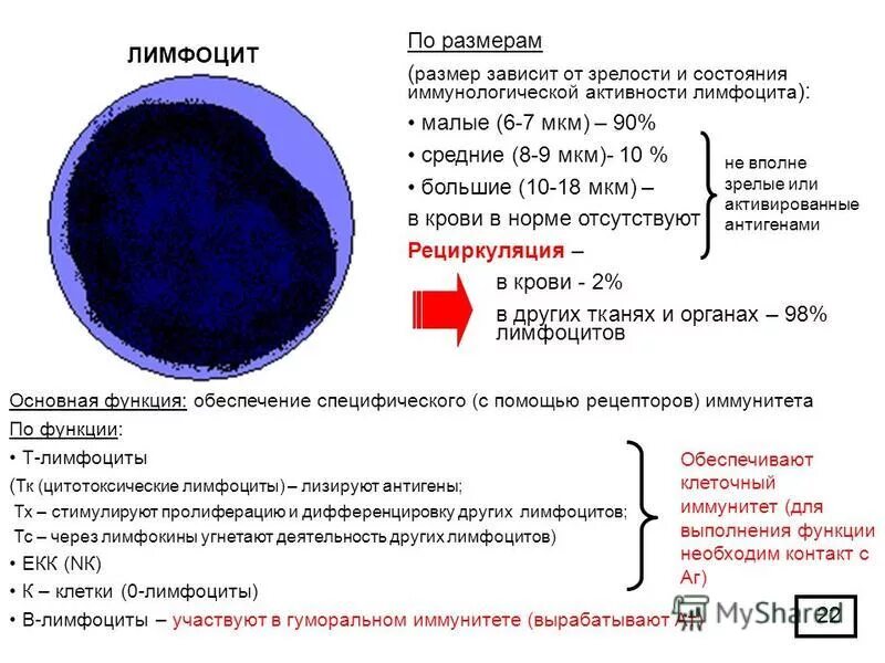 B лимфоциты размер. Активные лимфоциты. Малый и средний лимфоцит. Размер т лимфоцитов. Лимфоциты состав