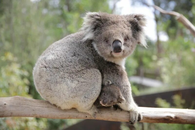 Коала. Koala Joey. Новорожденный коала. Малыш коала (the Outback).