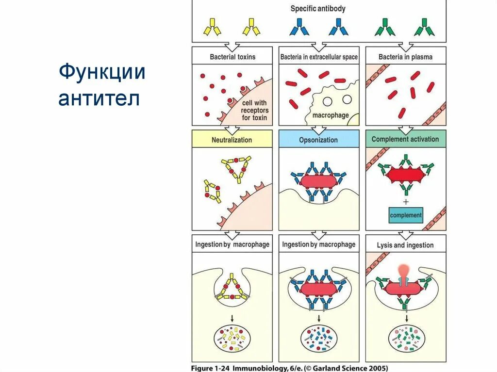 Антитела в клетках выполняют функцию