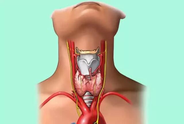 щитовидные узлы