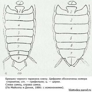 Виды брюшка насекомых