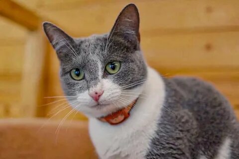 Кошка привыкает к дому