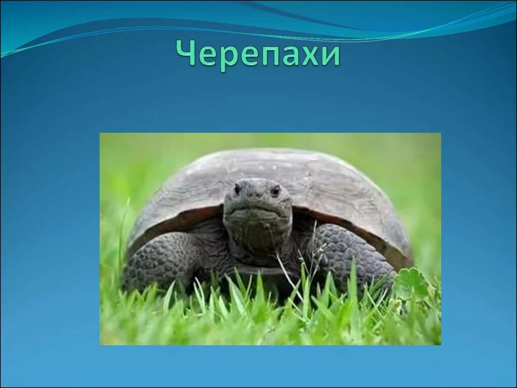 Презентация про черепаху. Черепаха для презентации. Черепахи биология. Черепахи презентация 7 класс. Каймановая черепаха презентация.