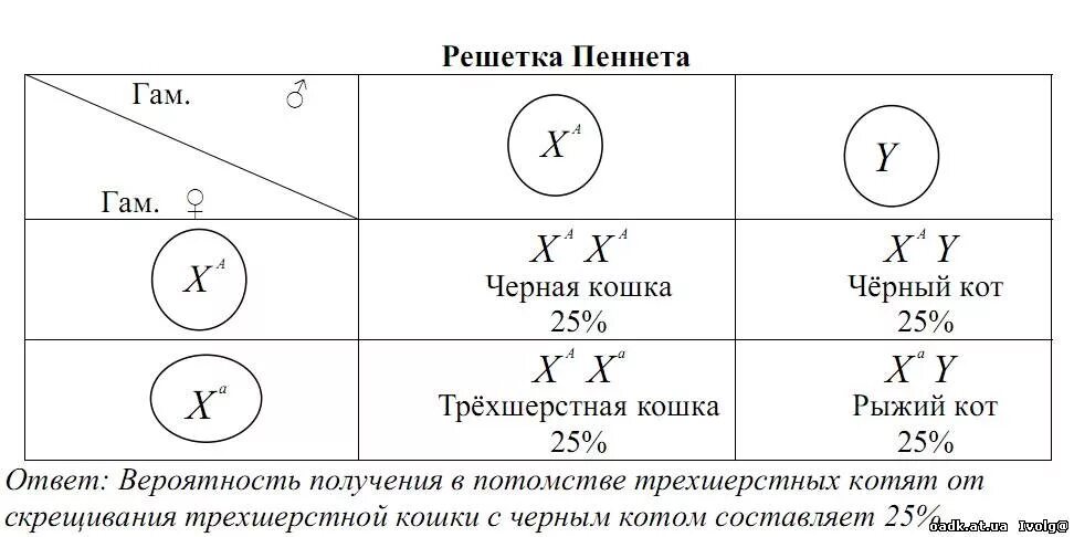 Известно что трехшерстные кошки всегда самки