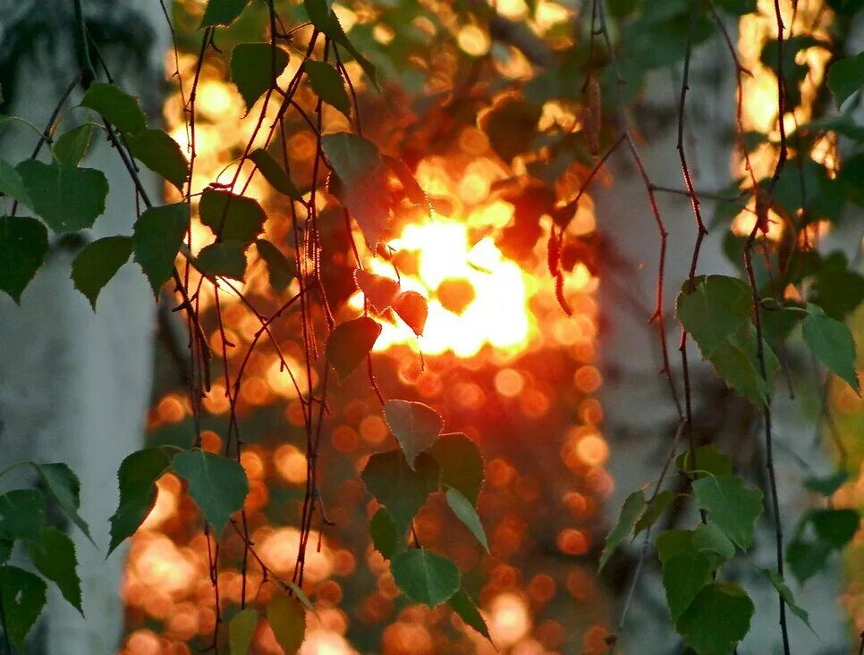 Солнце сквозь листву. Листва на солнце. Осень солнце. Листья в лучах солнца.