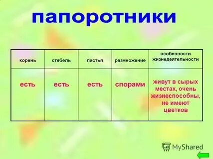 У мхов есть органы корень стебель листья