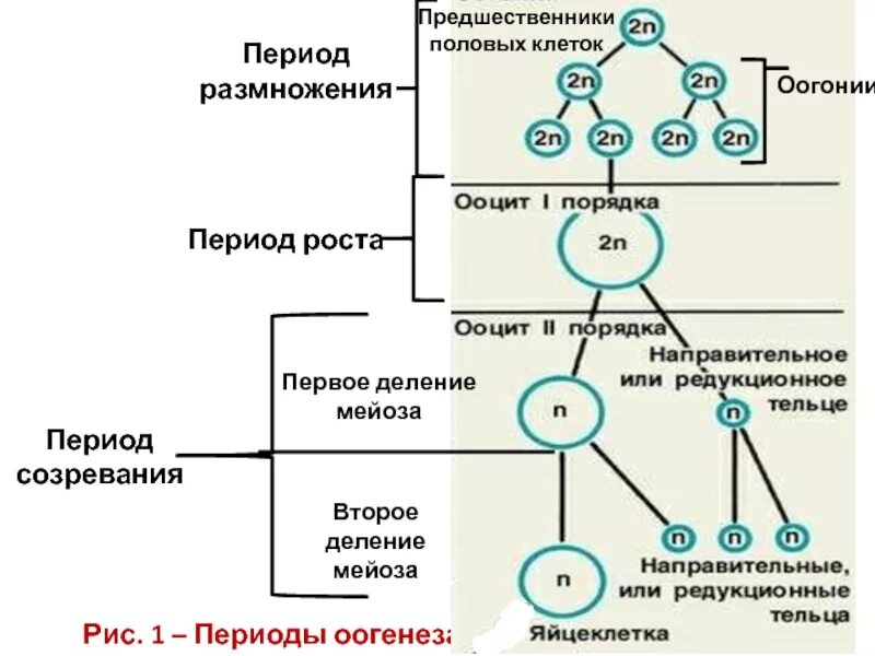 Гаметогенез оогонии. Оогония это в оогенезе. Образование половых клеток таблица 10 класс. Оогонии и ооциты.