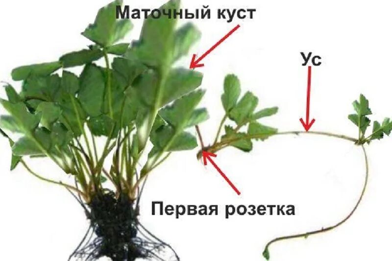 Какое размножение у земляники. Размножение клубники усами. усы клубники для размножения. размножение земляники усами. розетка «земляника».
