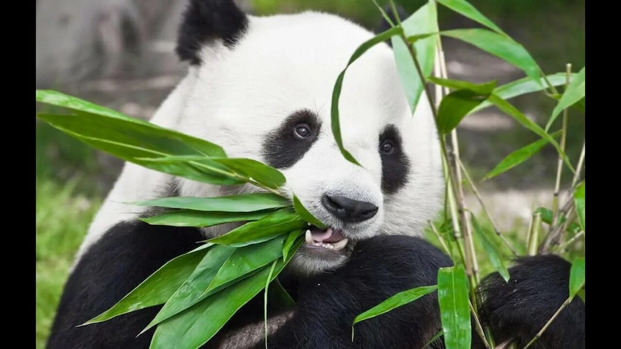 Большая панда что едят. Большая бамбуковая Панда. Панда бамбуковый медведь. Панда кушает бамбук. Китай Панда бамбук.