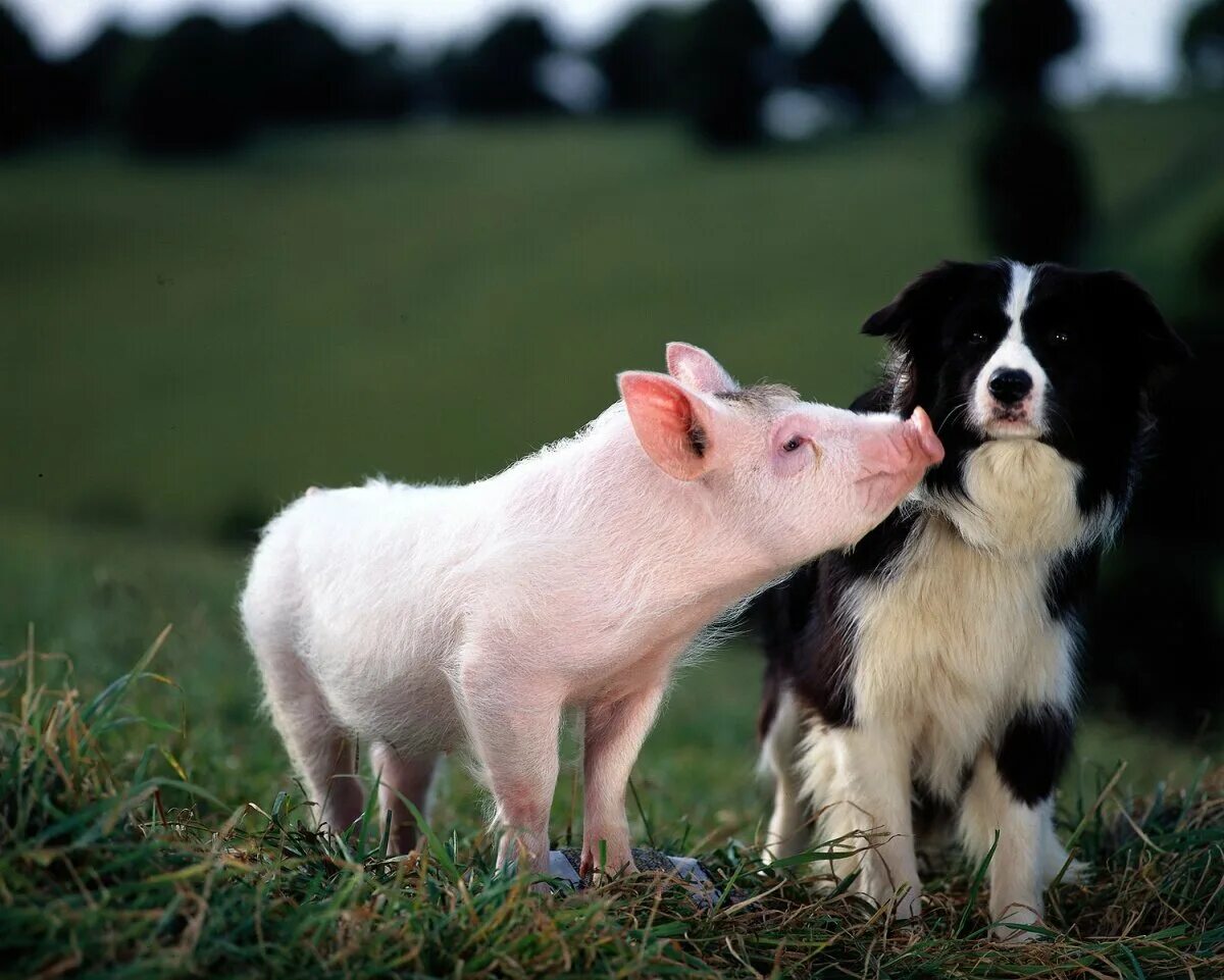 поросенок бэйб четвероногий малыш. бейб четвертый малыш. бэйб (1995). бэйб: четвероногий малыш постер. четвероногий малыш бейб.