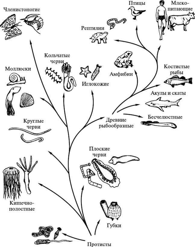 Филогенетическое Древо животных. Филогенетическое дерево беспозвоночных.