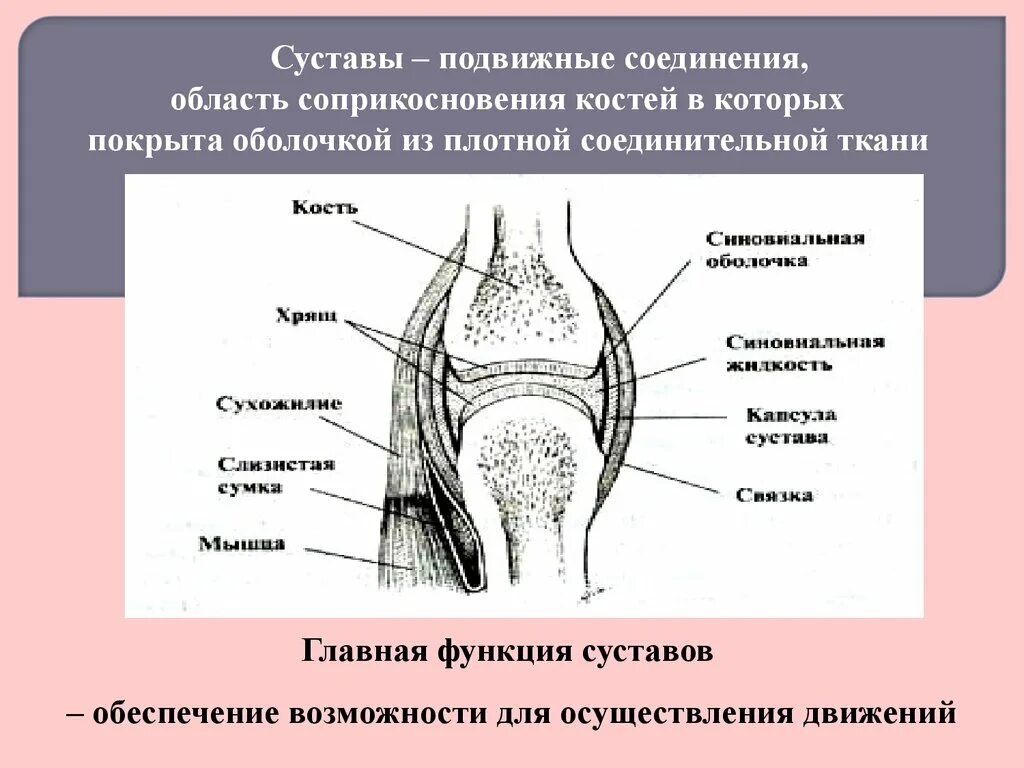 Соединение суставов. Соединение костей суставы. Подвижное соединение сустав. Подвижные суставы.