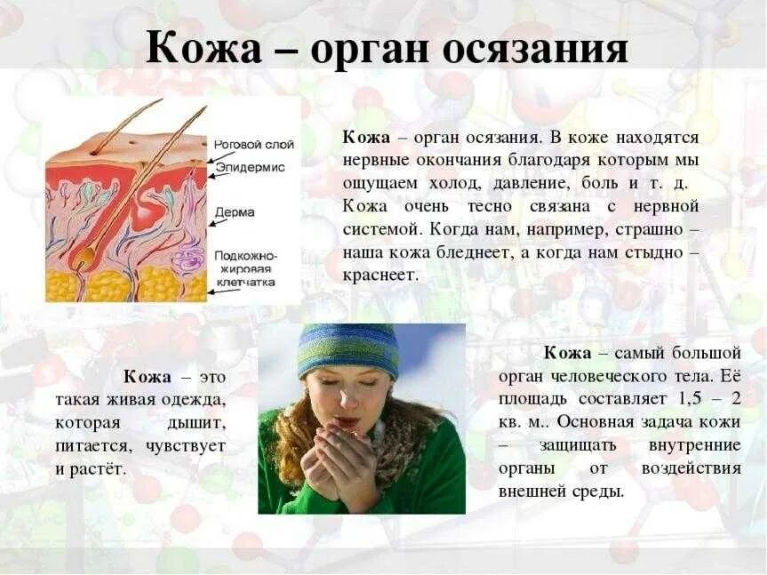 Органы чувств примеры. Органы чувств кожа. Кожа орган осязания. Органы чувств осязание. Органы чувств кожа доклад.