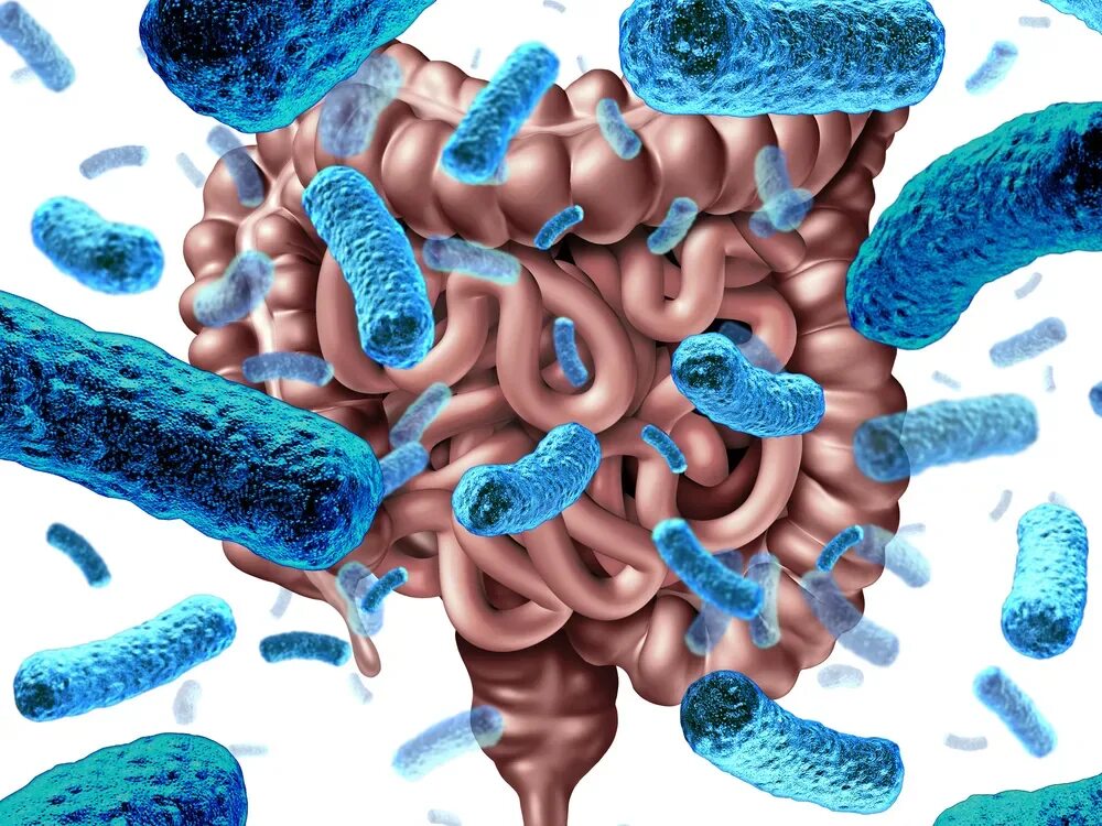 Микробиом микрофлора. Микробиом (микробиота). microbiome (gut) микробиом кишечника (16s). бактерии микробиота кишечника. симбионтная микрофлора кишечника.
